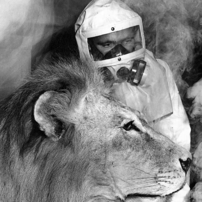 South Australian Museum taxidermist Winston Head, 23, of Kurralta Park, fumigating a lion in 1968. Picture: Advertiser Library