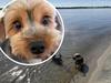 ‘Her body was limp’: Deadly beach creature kills beloved dog