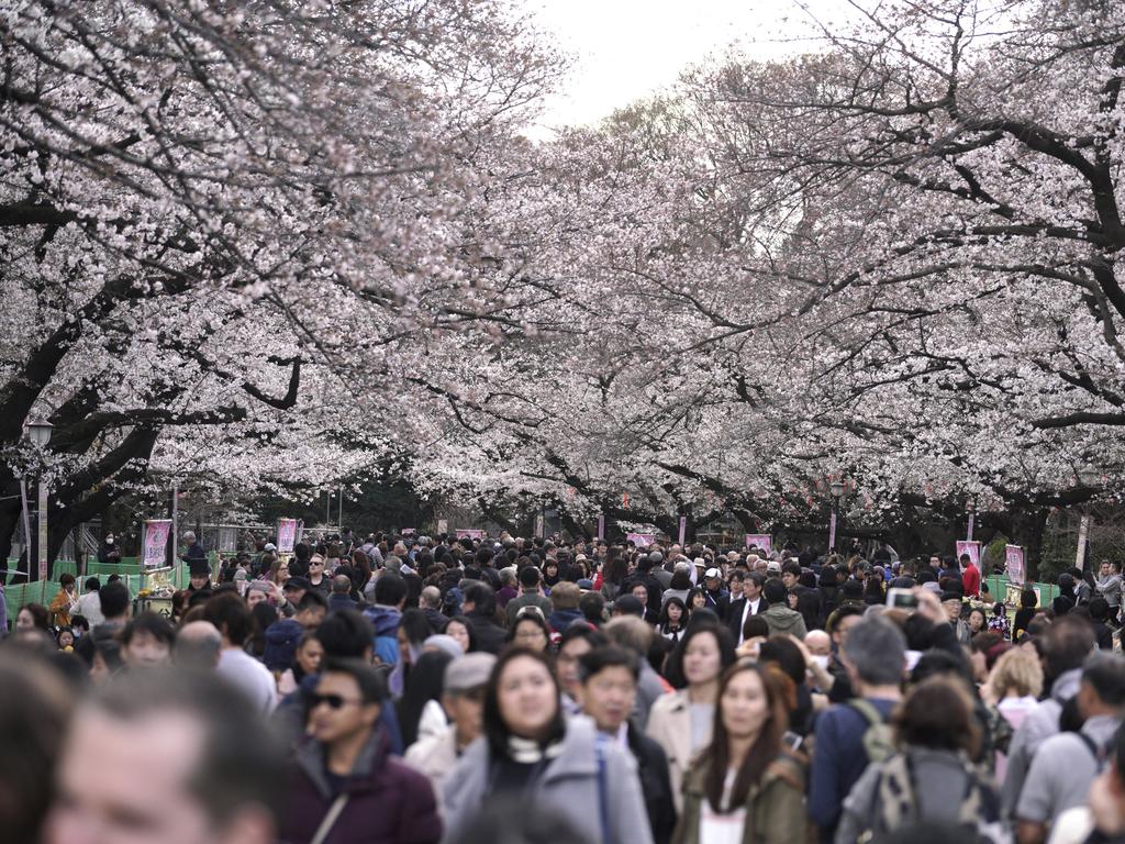 Visitors view the blooming cherry blossoms at a park in Tokyo, Friday, March 23, 2018. The cherry blossom season marks the arrival of spring for the Japanese. Picture: AP