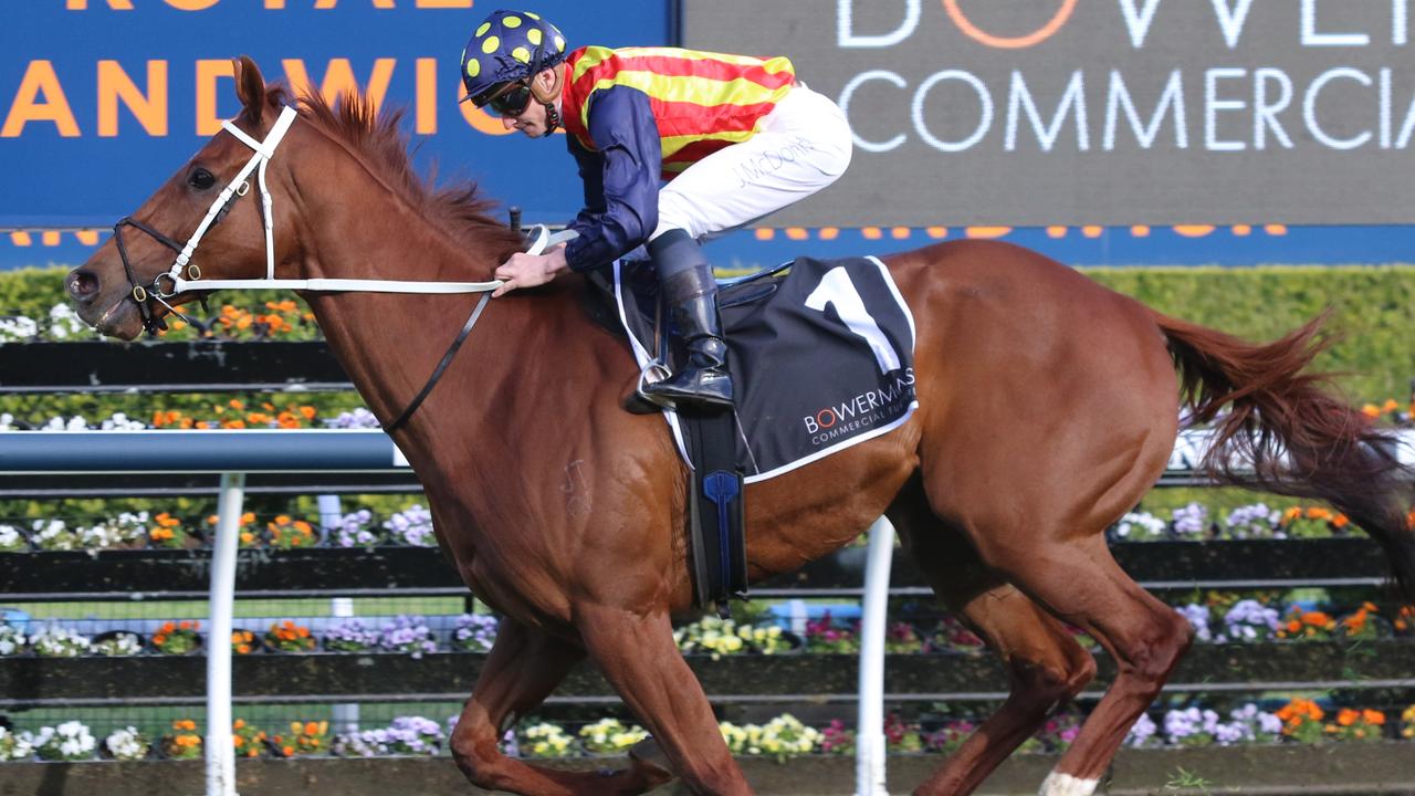 Champion sprinter Nature Strip is shooting for a fourth consecutive TJ Smith Stakes. Picture: Grant Guy