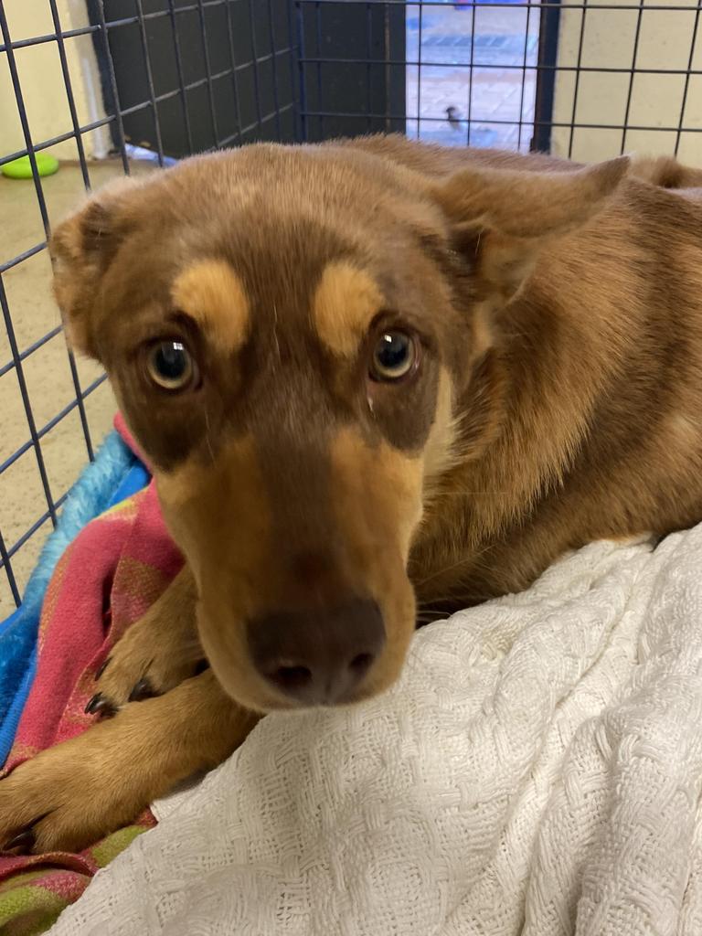 RSPCA SA rescue pets: Tales of survival amid rise in animal cruelty cases |  The Advertiser