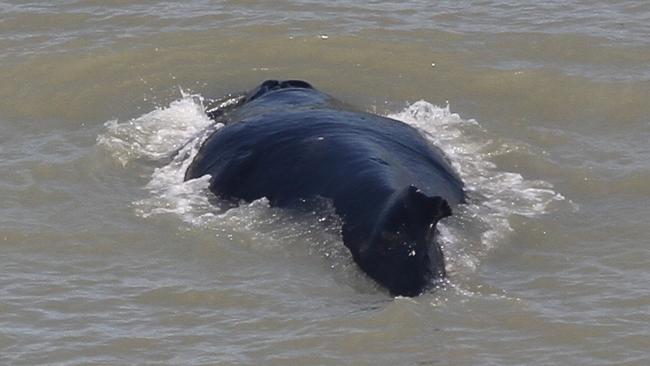 One of the humpback whales spotted in the East Alligator River. Picture: NT Government