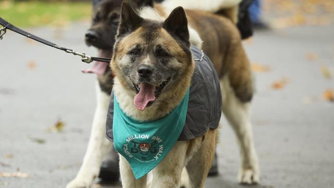 Million Paws Walk at Adelaide Botanic Gardens. Picture: Matt Loxton