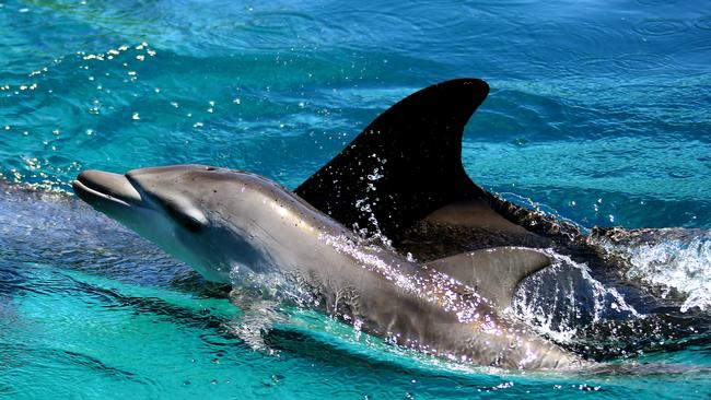 Dusty the baby dolphin was born on the December 7, 2016 to first time mum Jinx at Sea World. Photo: David Clark