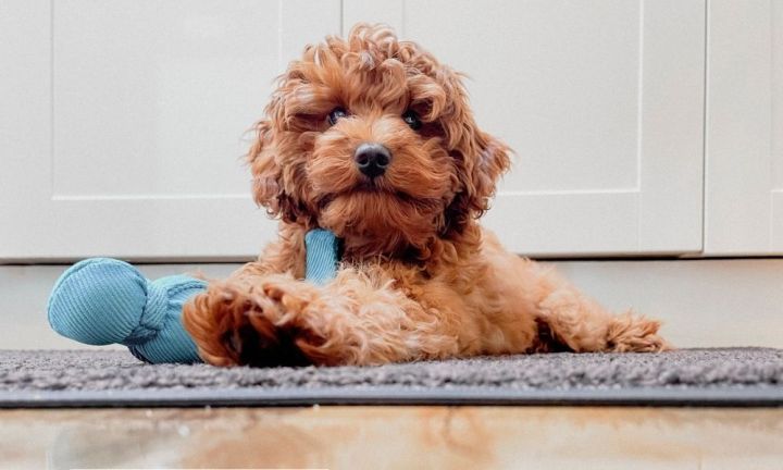 Cavoodle Dogs Owners Guide To Raising The Breed Kidspot