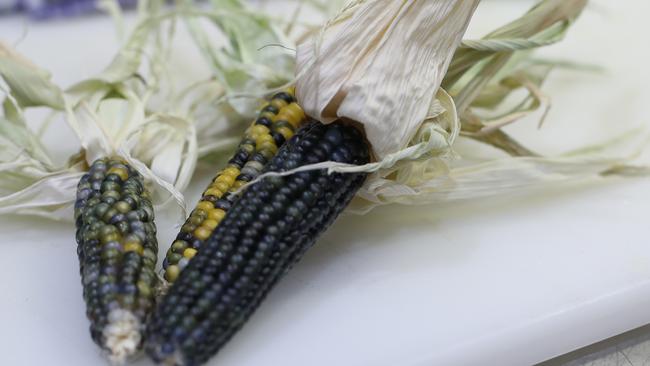 Black corn taken from the garden. Picture: LUKE BOWDEN