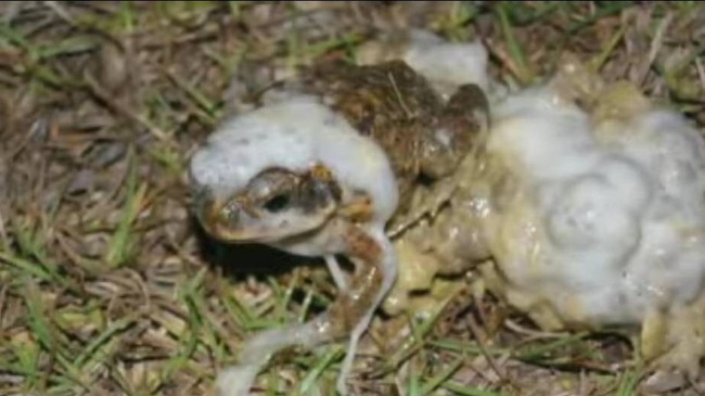 In 2008 this cane toad survived 40 minutes inside a dog's stomach