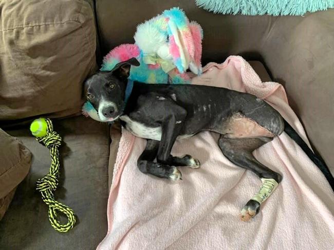 Indy after surgery to remove his broken leg. Picture: Carina Alyce Jupe