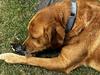 ‘Pay or die’: Pet owners forced to make heartbreaking decision