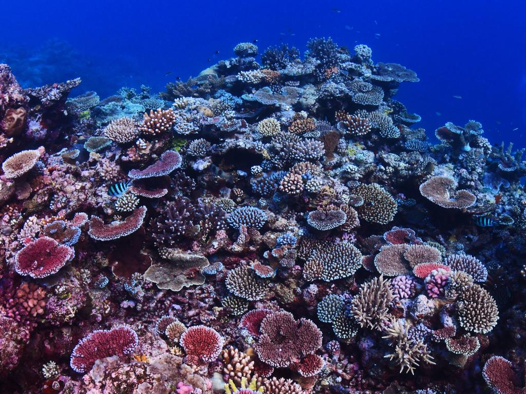 We could stand to lose reefs forever.