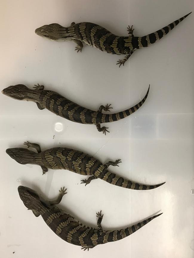 Blue-tongue lizards found hidden inside Pringles containers. Picture: Supplied