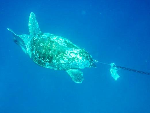 26/11/2017 Endangered loggerhead turtle caught on the Rainbow Bay drum line. PIC: MUST CREDIT SEA SHEPHERD.