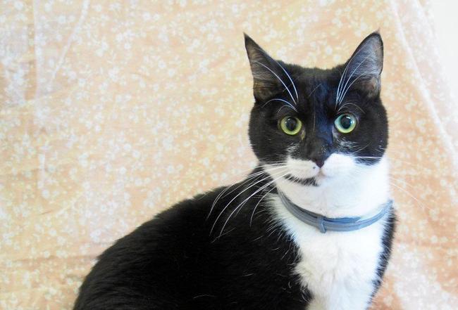 Angelika is Pet of the Week. Picture: Contributed