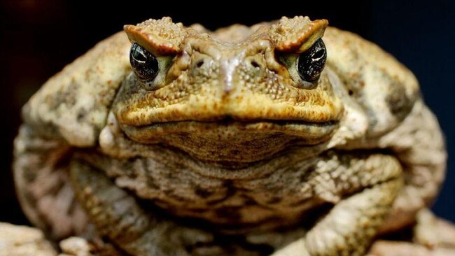 Research shows if pastoral bores were made toad-proof along a part of the coast, toads could not survive long enough to pass further south.