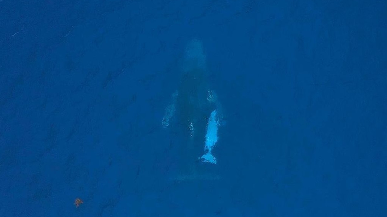 Ocean watchers were encouraged to keep an eye out for the young calf. Picture: Instagram