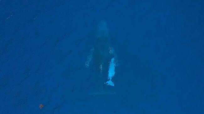 Ocean watchers were encouraged to keep an eye out for the young calf. Picture: Instagram