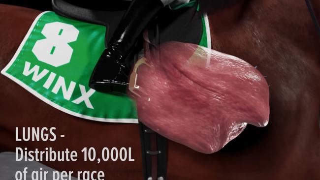 Winx’s lungs distribute 10,000 litres of air per race and her heart beats 140 times per minute