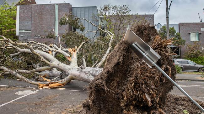 A fallen tree causes damage to a building in West Melbourne. Picture: Jason Edwards