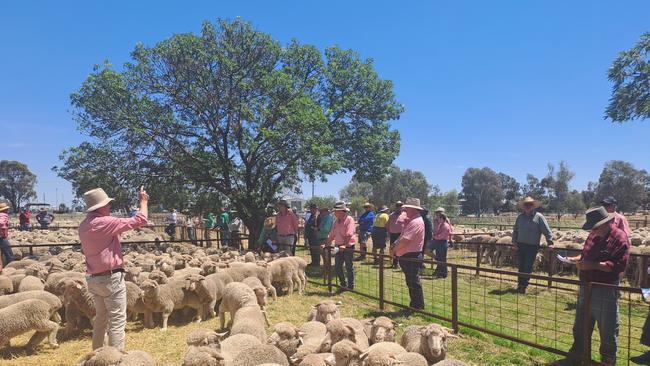 Selling action at the Jerildrie sheep sale.