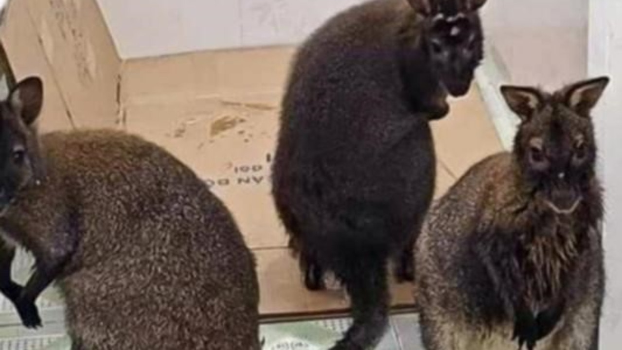 ‘Tip of the iceberg’: Wallabies found in Vietnam likely victims of illegal animal trade