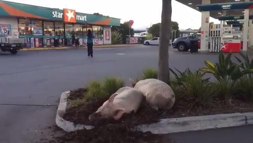 Two stray pigs at Caltex Upper Coomera Gold Coast