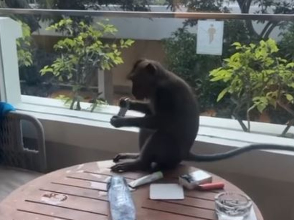 A traveller visiting Bali has shared her hair-raising experience with a cheeky monkey at the Hilton Nusa Dua hotel. Source: Krisy Kris