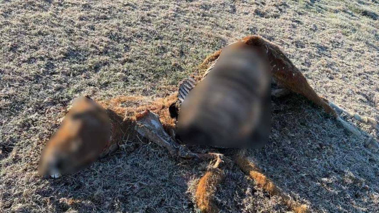 Graphic: Brumby Carcasses Found Near Hiking Trails Amid Calls For ...