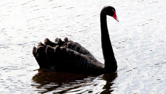 A swan on the water Picture Mike Batterham