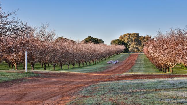 Manna Farms is regarded as the largest producer of organic almonds in Australia.