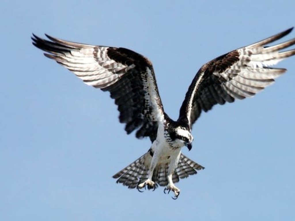 A push to support wildlife and rescue groups was sparked by the tragic death of an Osprey bird that became tangled in discarded fishing line on the Fraser Coast.