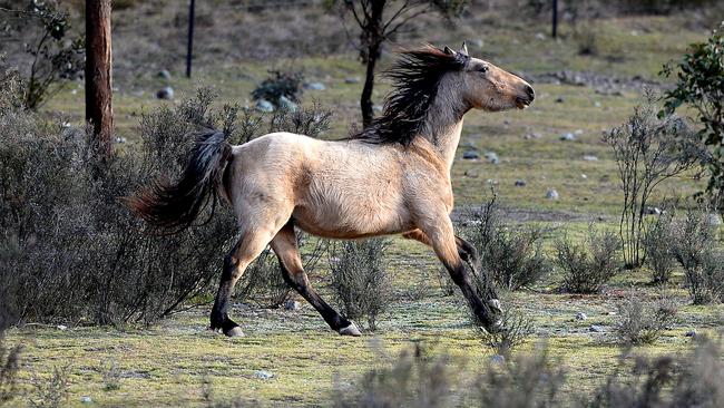 Traditional horse mustering methods advocated by local horsemen and women such as roping and “brumby running” have been ruled out..