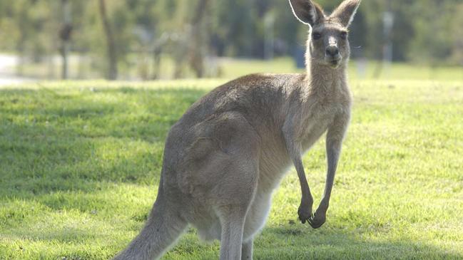 Animal strikes are at a four-year high across Queensland.