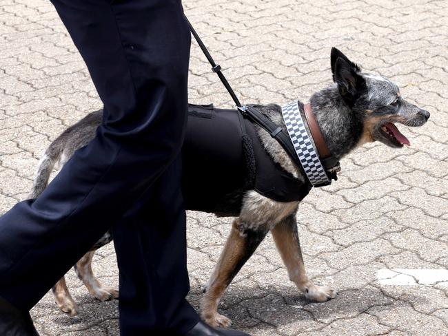 The dog of Rachel McCrow at the memorial service with full police honours for constables McCrow and Matthew Arnold at Brisbane Entertainment Centre. Picture: Steve Pohlner