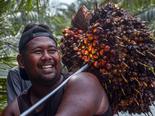 A worker lifts harvested palm fruits to a transport truck before being processing into crude palm oil (CPO) at a palm plantation in Pekanbaru on April 23, 2022. (Photo by WAHYUDI / AFP)