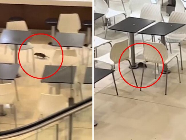 Giant 'family of rats' scarper Aussie food court. Picture: Supplied