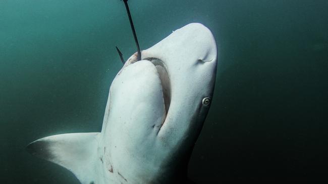 A shark hooked to a drum line off the coast off Magnetic Island. Picture: Humane Society International