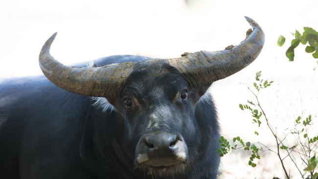 Water buffalo in Northern Australia. Picture: Peter Cooke.