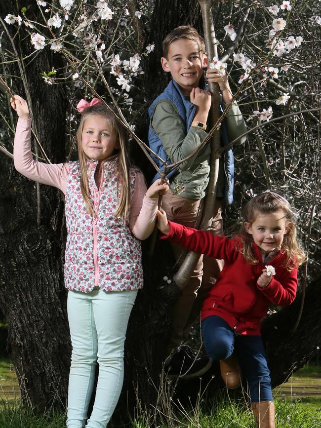 Mitchell, Hilary and Claire play among Almond Blossom Trees in 2018. Picture: AAP/Emma Brasier