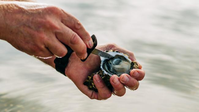 Fresh as: there’s nothing like shucking your own