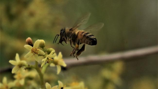 LOVE BEES: If you have flowering native trees, bees will find them to pollinate. Photo: Noel Sawtell