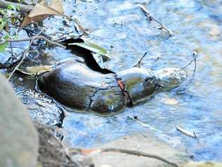 WIRES volunteers are trying to rescue a platypus that has a plastic band around its neck. Picture: Wal Bailey