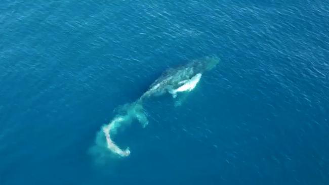 Drone image of a whale giving birth off the Sunshine Coast.