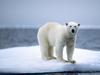Ice cap ‘gone by 2030s’: new warning