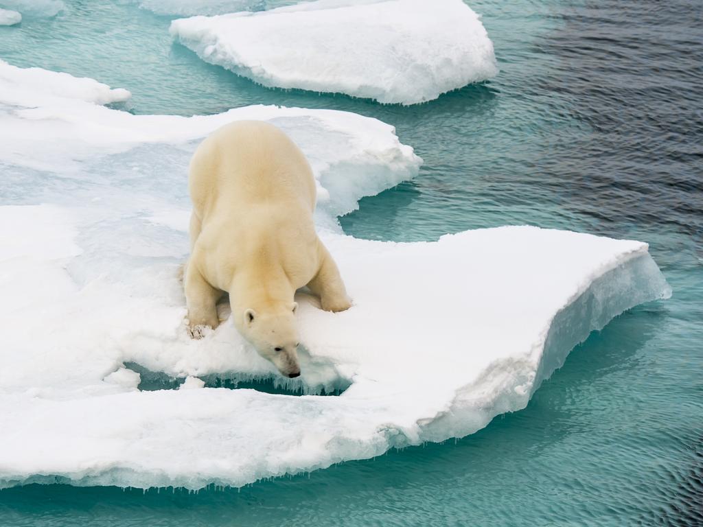 A polar bear looking for lunch in the Arctic.