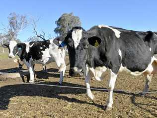 MILK SHAME: Andrew Gale says shoppers should take stock before judging the choices others make. Picture: Bev Lacey