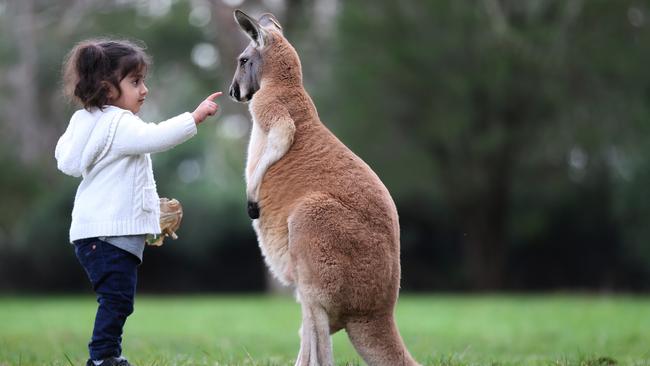 Two-year-old Pareesa meets a red kangaroo at Cleland Wildlife Park. Picture: Dean Martin