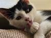 Last chance: Nominate your pet in the search for SA’s cutest