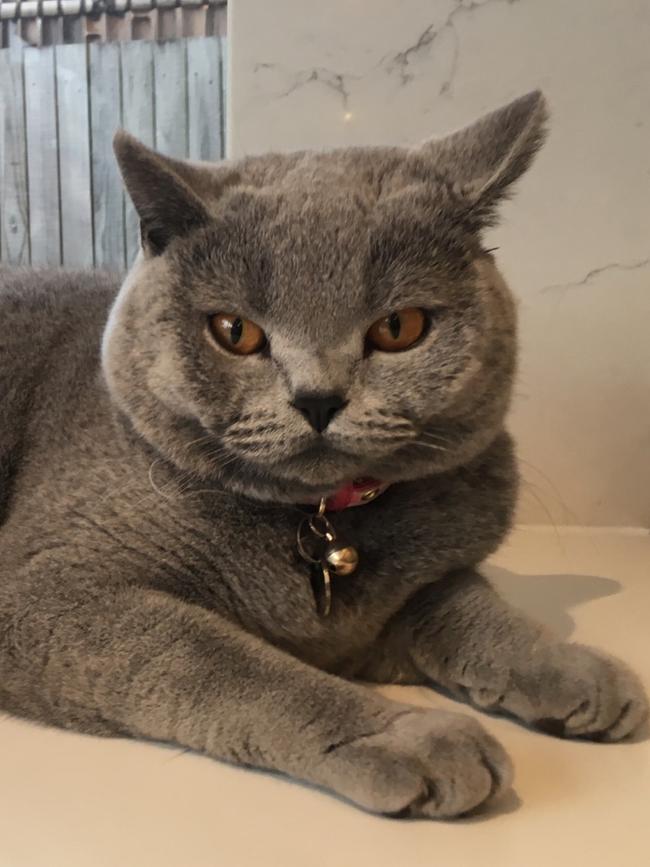 TILLY TINSEL: This purrfect British blue kitty is so pretty she deserves her sparkly second name.