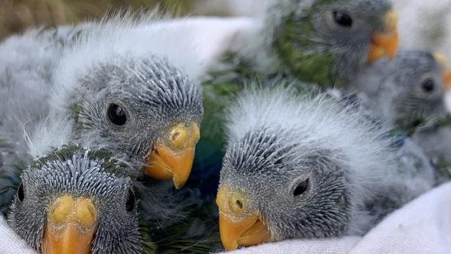 The next generation of orange bellied parrot chicks at Melaleuca. Picture: NRE Tasmania