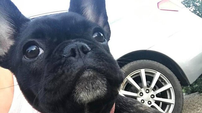 Princess the beloved French Bulldog escaped from thieves by jumping from a moving car. PHOTO: Supplied